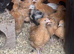 Stunning 3 week old buff orpingtons unsexed beautiful parents