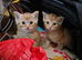 3 Ginger Ninjas for loving homes