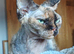 Beautiful girl Devon Rex