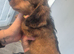 Male red miniature dachshund ready now
