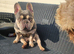 Outstanding kc reg 2 year old frenchie