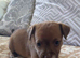 Patterdale puppies