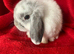 Gorgeous Pure Mini Lop Rabbits
