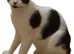 2 male cats for sale