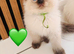 GCCF Registered Ragdoll Kittens