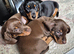 Miniature dachshunds ready now