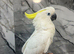Friendly Baby HandReared Super Tame Cuddly Medium Sulphur Crested Cockatoo Parrot,26