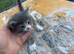Boy available