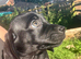 Daushund cross