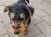 Airedale Terrier- last female remaining.