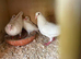Pure white Ludo Classen racing pigeons for sale