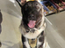 Caucasian Shepard cross 8 month old girl