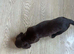 Working cooker spaniel