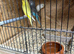 3 very young budgies left 1 albino 1 Latino and 1 blue left £30 each