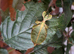 Various stick insect and leaf insect eggs - Several species - Delivery possible