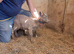 Pygmy Goats