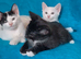 Turkish Angora mix kittens