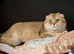 Adult scottish fold girl