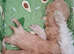 F1 teacup asian Maltipoo Ready for new homes