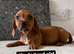 3 beautiful pups from litter of 6 ready to leave