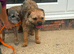 Border terrier puppies