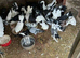 Fantails and pigeons for sale