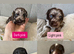 Rare tri Merle mini labradoodles