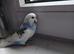 Beautiful baby budgies