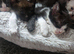 REDUCED Ready NOW Beautiful babies ready next week, these kittens are absloutely stunning