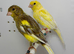 Beautiful pair of raza canaries for sale