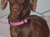Female Dachound
