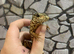 Red Tegu at Birmingham Reptiles