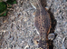 Black Night Female Leopard gecko