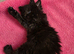 Ragdoll x domestic, 1 Girl available.