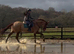 Stunning Warmblood Mare