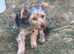 Yorkshire Terrier Boy