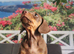 Miniature dachshund