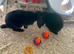 Bonded Pair of rare velveteen lop rabbits