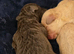 Beautiful Cockapoo F1B puppies