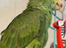 6 months beautiful dyh Amazon in Manchester