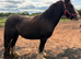 2yr old gelding