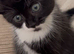 Beautiful kitty 13 weeks old- used to Dogs and birds