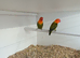 Dark factor violet green opaline Fischer's lovebirds