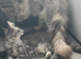 TICA reg Maine coon girl