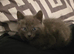 2 kittens for sale