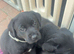 Labrador puppies available FT champians