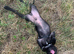 Roo pup rehoming