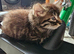 Beautiful fluffy maine coon cross kittens