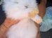 Mini lion lop