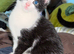 Domestic shorthair x ragdoll kittens